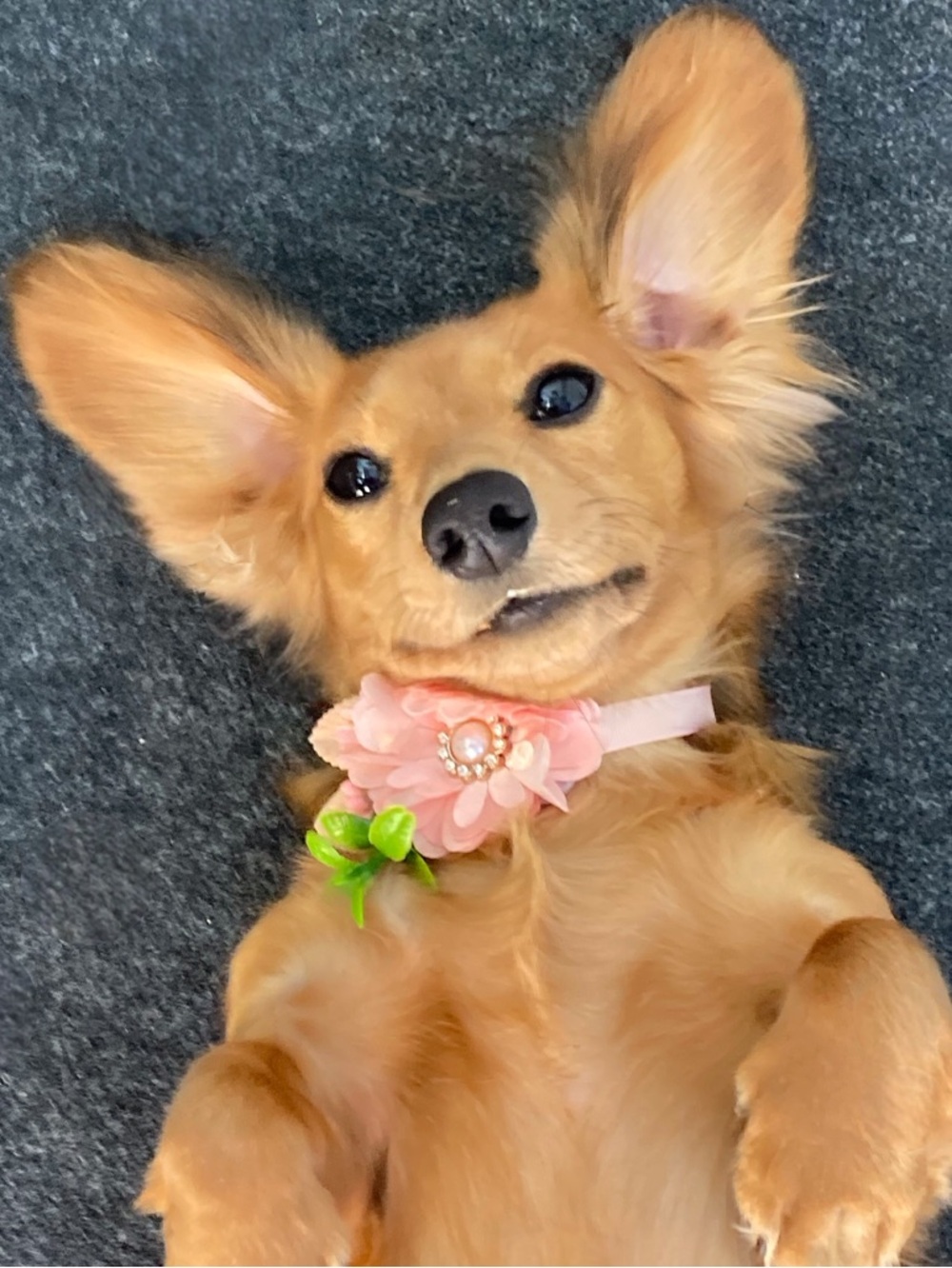 Pink Floral Pet Necklace with Pearl Accent